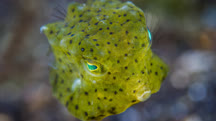 Underwater Photography: Macro