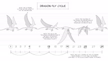 2D Animation: Animate Flying Creatures