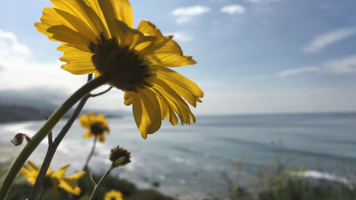 Photoshop and Lightroom Classic CC: Mobile, Desktop, and Cloud