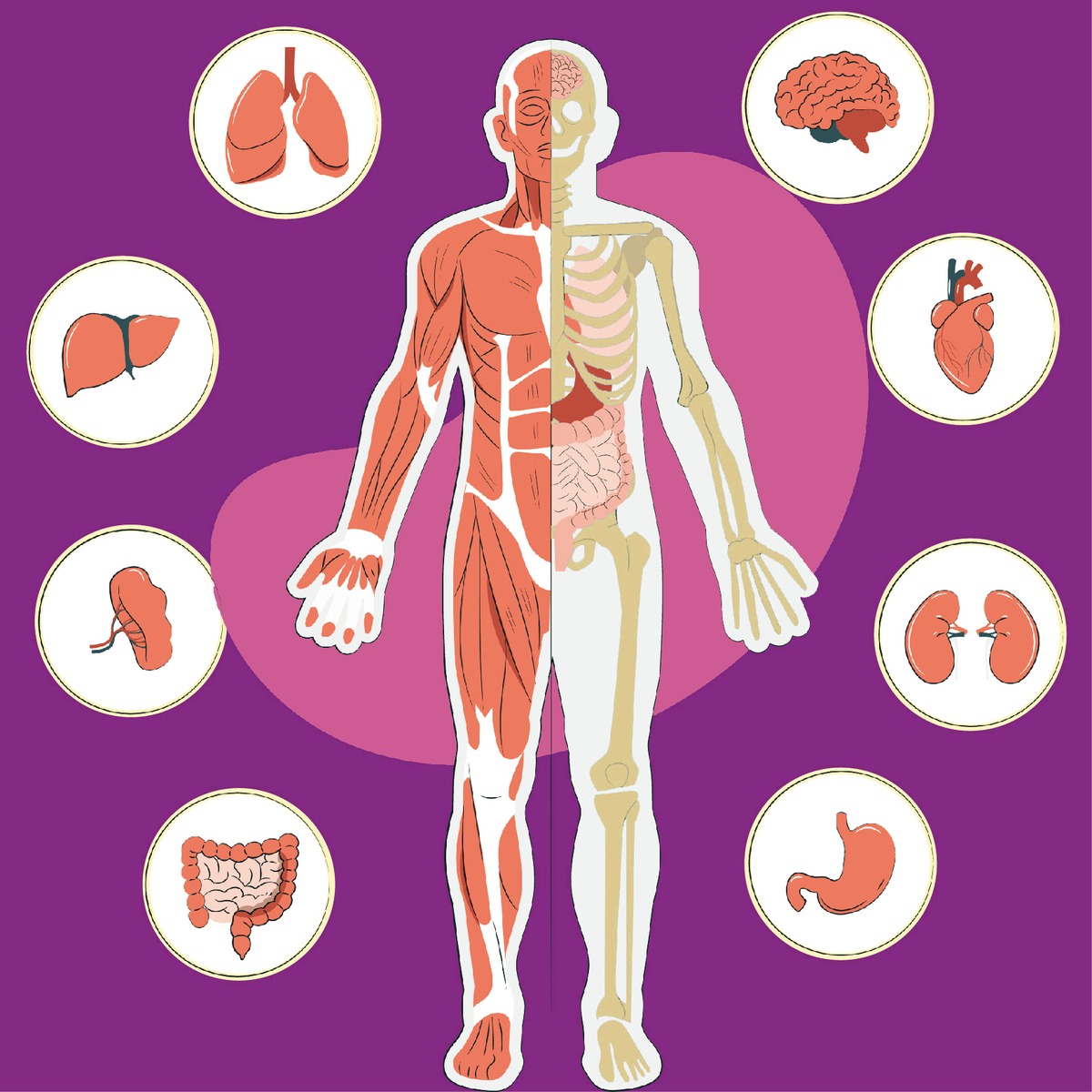 فیزیولوژی بنیادی انسان در پزشکی ورزشی