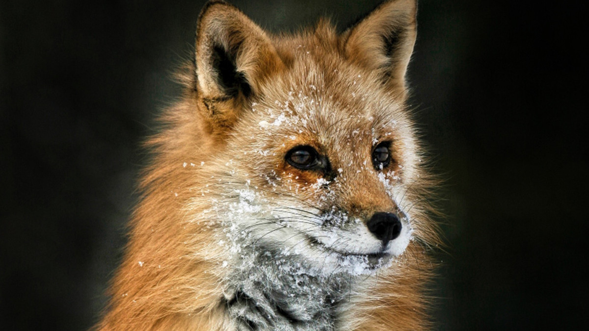 Luminar: Creative Projects